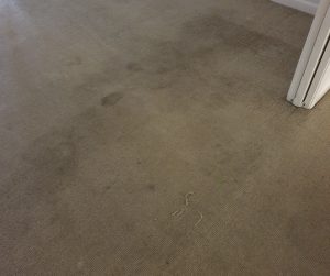Property management by Green Kite Carpet